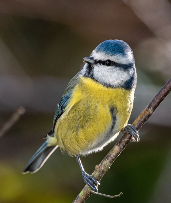 Blue Tit. Philip Croft.