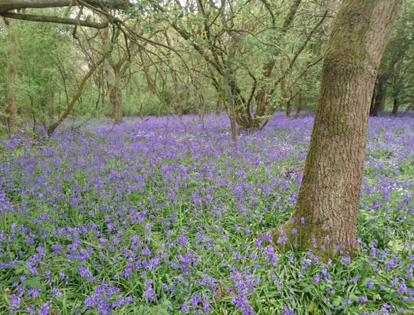 Bluebell woodland in Cambridgeshire. Ailidh Barnes