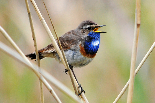 Bluethroat.