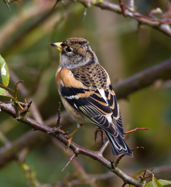 Brambling. Allan Drewitt / BTO