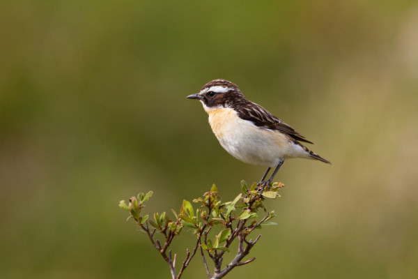 bto-2019-b10-edmund-fellowes-1399_2_original.jpg