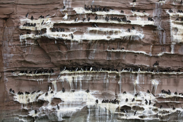 Guillemots on cliff, Edmund Fellowes/BTO