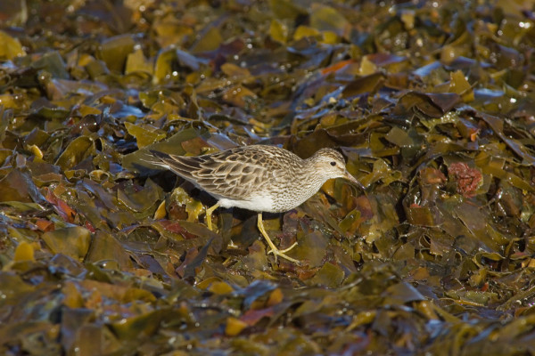 Pectoral Sandpiper. Edmund Fellowes / BTO