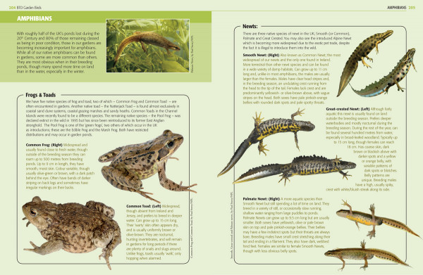 Garden Birds and other wildlife sample page 2