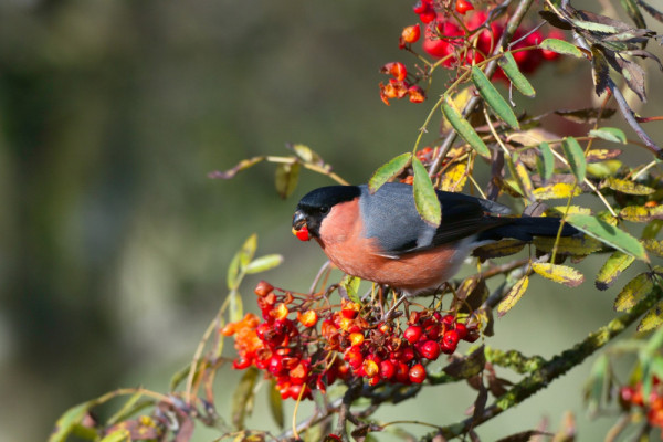 Bullfinch. John Harding / BTO