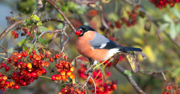 Bullfinch. John Harding / BTO