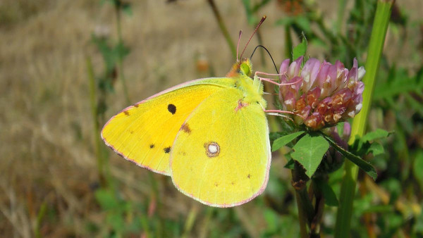 Clouded Yellow. Scott Mayson