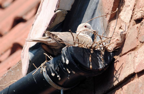 Collared Dove. Amy Lewis