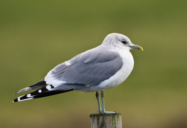 Common Gull. Allan Drewitt / BTO