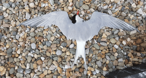 Common Tern. Peter Coffey