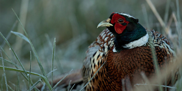 Pheasant. Tom Streeter / BTO