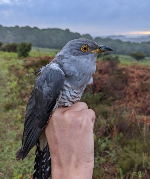 Cooper the Cuckoo, New Forest, 2022. 