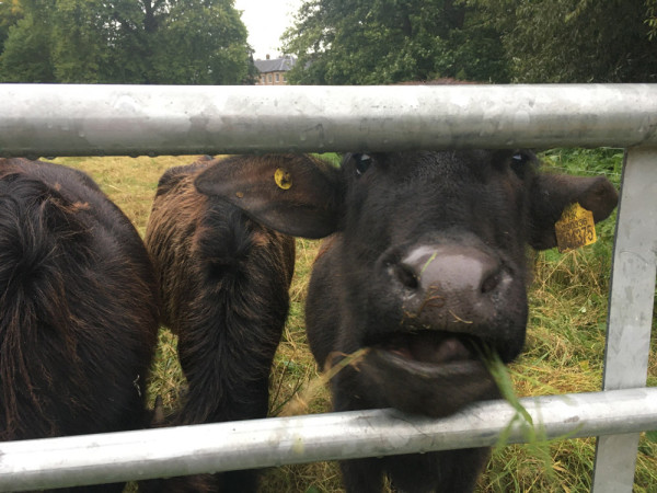 Cows around the Nunnery. Sophie Bennett