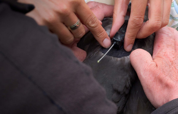 Attaching a tag. Charles Chadwyck-Healey