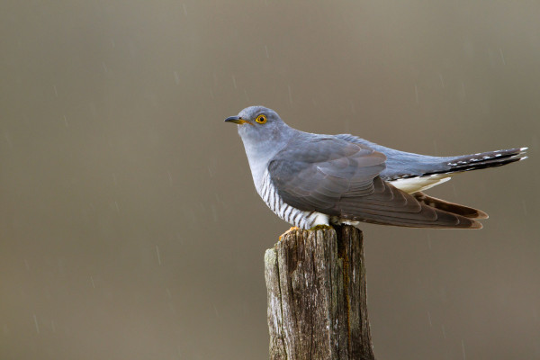 Cuckoo. Edmund Fellowes / BTO