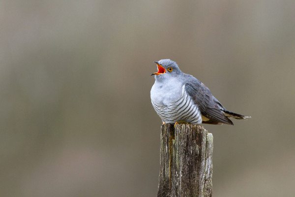 Cuckoo. Edmund Fellowes / BTO