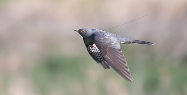 Tagged Cuckoo. Neil Calbrade / BTO