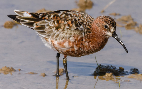 Curlew Sandpiper. 