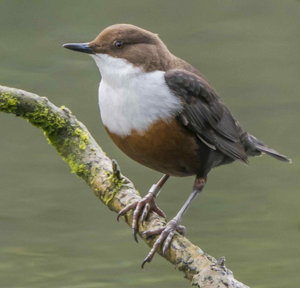 Ringed Dipper sitting on a branch. Photograph by Ruth Walker.