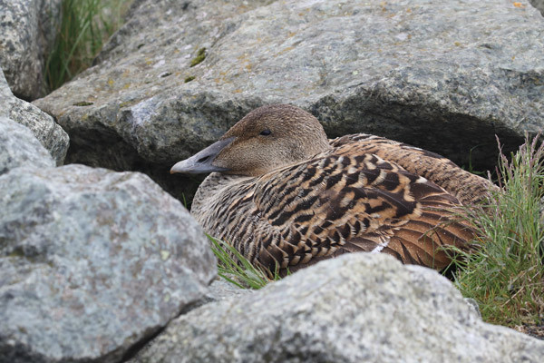 Eider. Liz Cutting / BTO