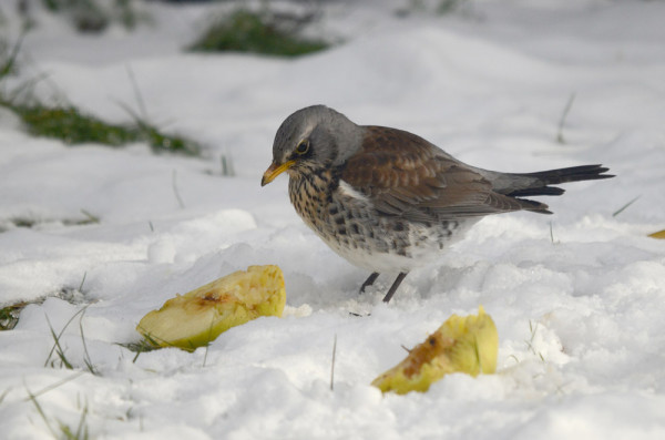 Fieldfare. Scott Mayson / BTO