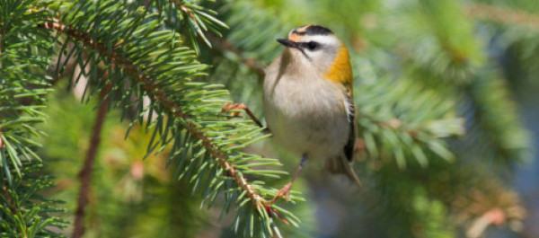 Firecrest. Graham Clarke