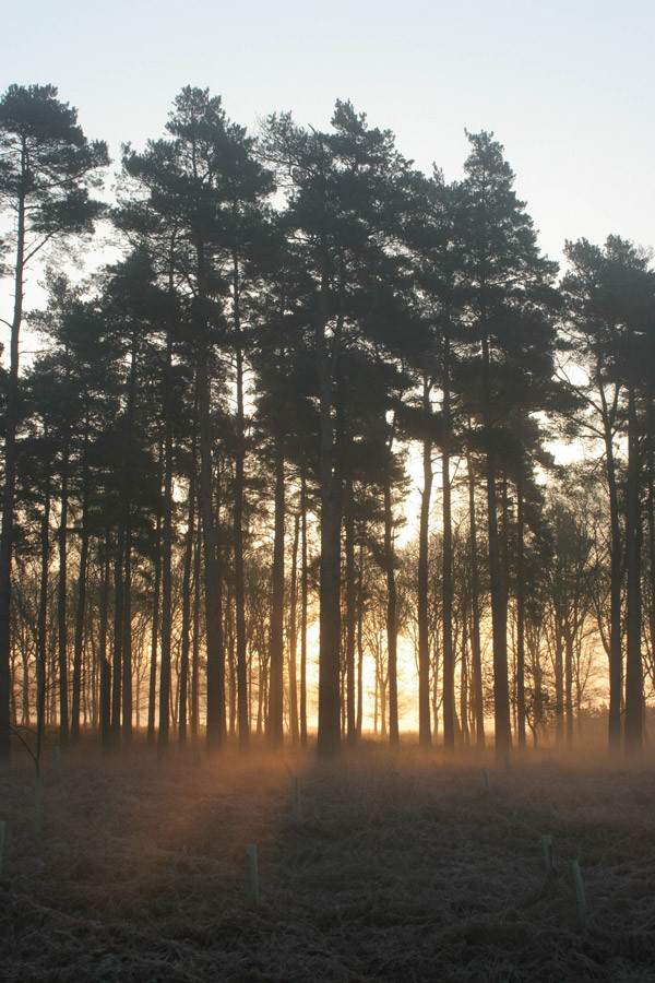 Forest. Mike Toms