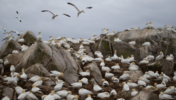 Gannet colony. Edmund Fellowes / BTO