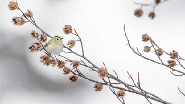 Goldcrest. Manuel / stock.adobe.com