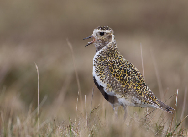 Golden Plover. Liz Cutting / BTO