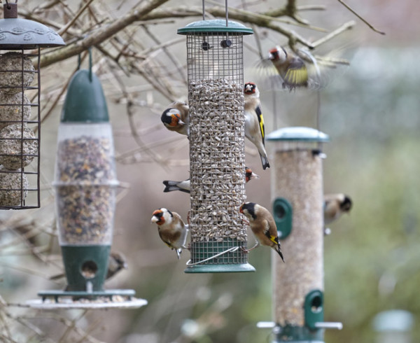 Goldfinches on Peckish all weather feeders. Image courtesy of Westland Horticulture