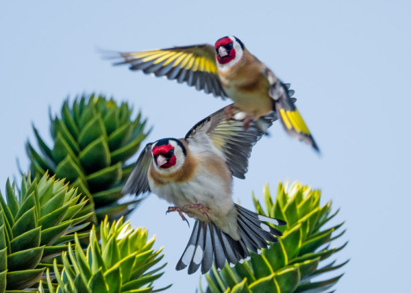 Goldfinches. Philip Croft / BTO