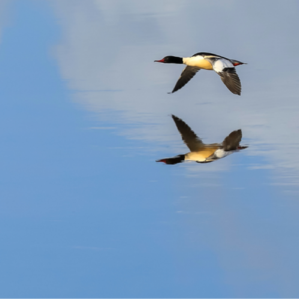 Goosander. Canva