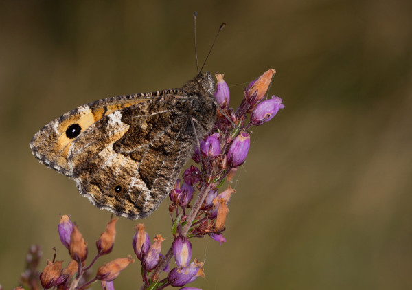 Grayling. Liz Cutting / BTO