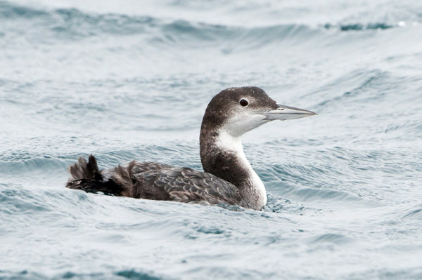 Great Northern Diver. Sarah Kelman / BTO