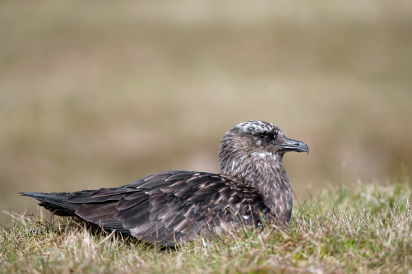 Great Skua. Edmund Fellowes / BTO