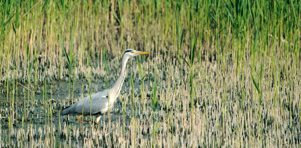 Grey Heron. Amy Lewis