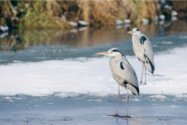 Grey Heron. Canva