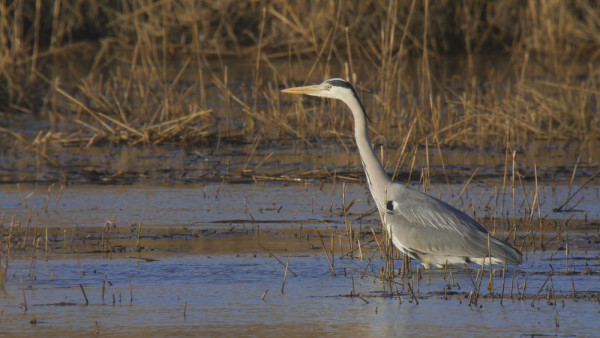 grey_heron_scott_mayson.jpg