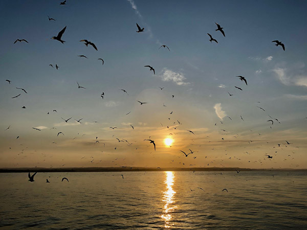 Gulls and Terns. Tom Cadwallender / BTO