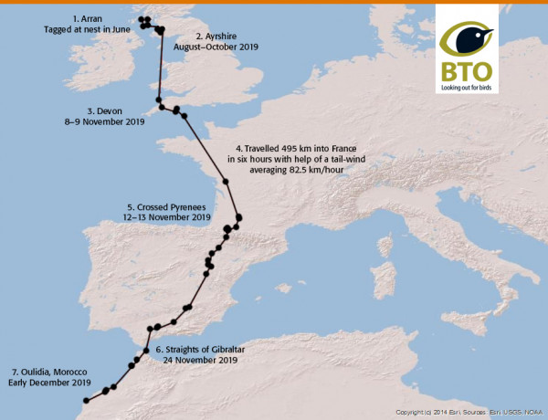 Short-eared Owl - Arran to Morocco route gv54153 - annotated