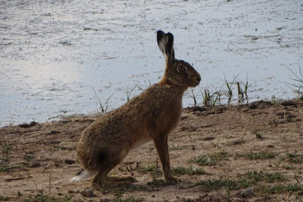 Brown Hare. Samuel Levy