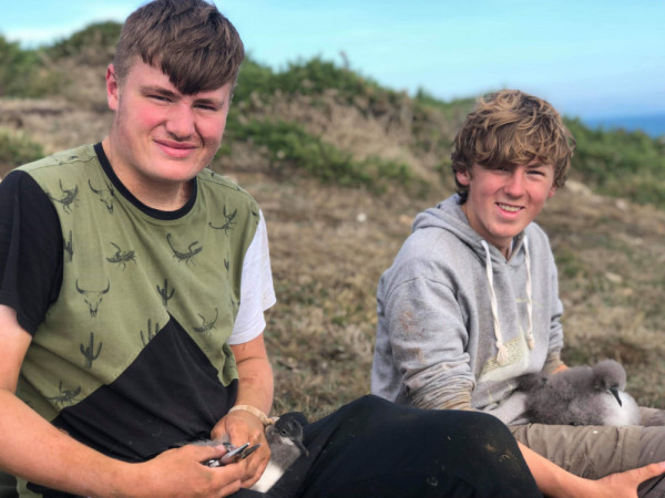 Harry King and Louis Driver ringing Manx Shearwater chick. Steve Stansfield