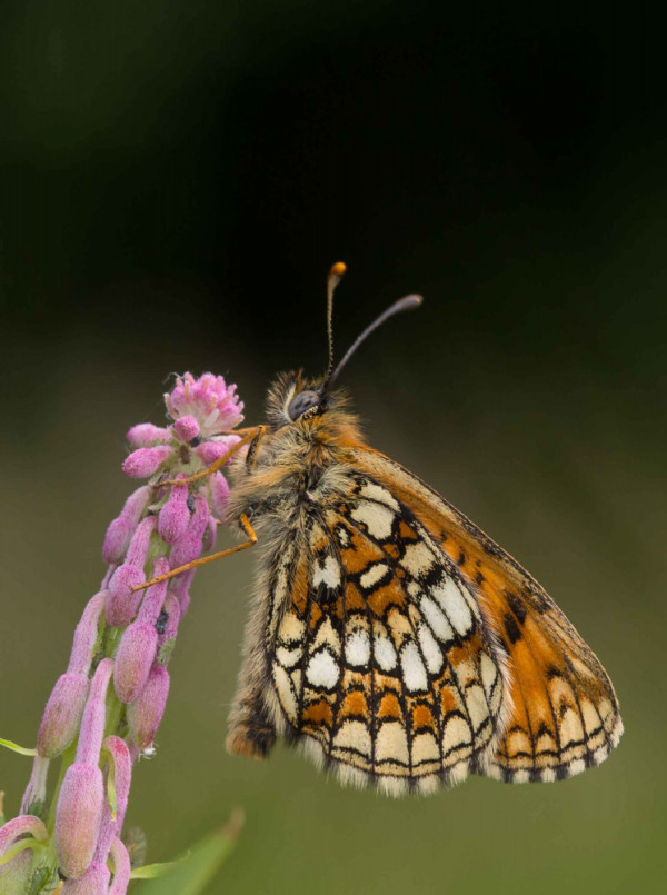 Heath Fritillary. Liz Cutting / BTO