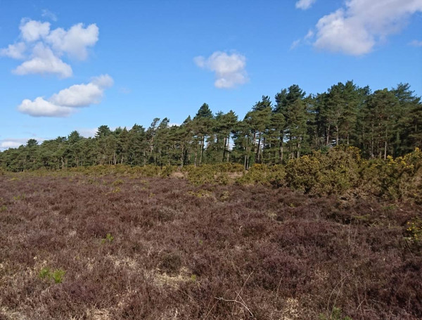 Heathland and conifer plantation in the New Forest. Ailidh Barnes