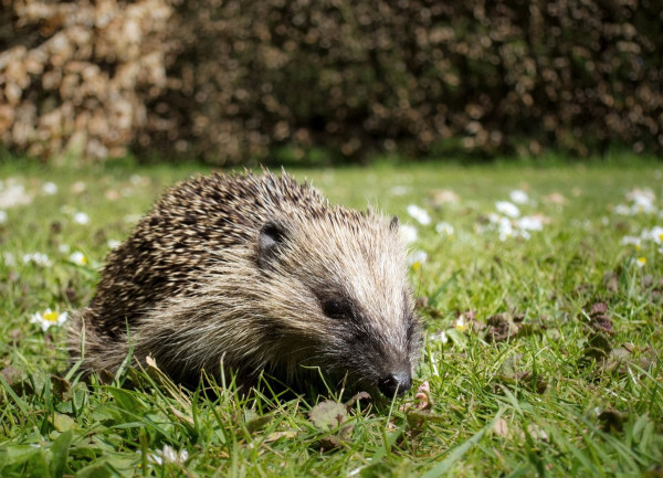 Hedgehog by Sarah Kelman