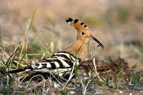 Hoopoe. Edmund Fellowes