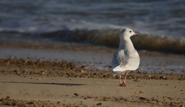 Iceland Gull. Scott Mayson / BTO