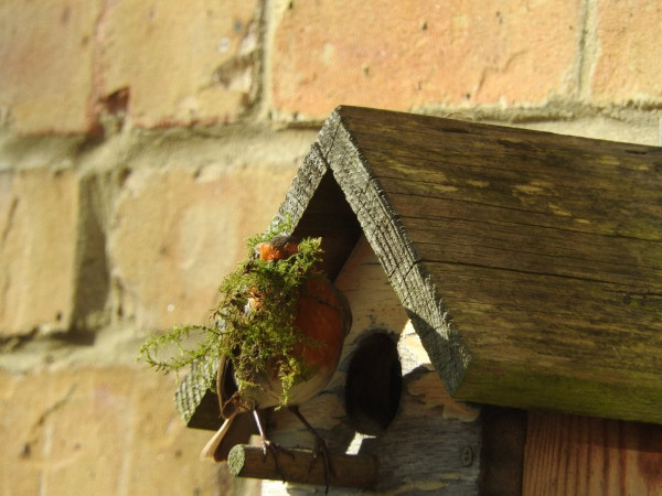 Nesting Robin, by Trevor Daniels