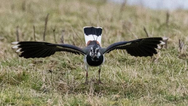 A black and white wading bird with wings outstretched 